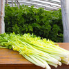 马家沟芹菜 有机 中心产区 正宗 地标 好吃源于传统 |百里食 商品缩略图9
