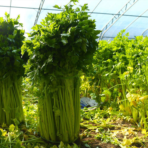 马家沟芹菜 有机 中心产区 正宗 地标 好吃源于传统 |百里食 商品图4