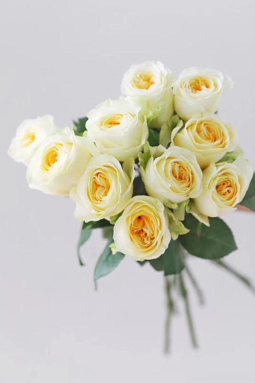 奶油杯玫瑰【但愿日子清透，抬头遇见都是柔情】简小姐精选 稀有新品温柔A级奥斯汀玫瑰 奶油杯10枝 2束包邮 下单7天内发货 商品图7