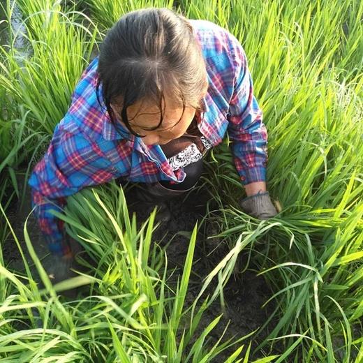 生态虔赋优品气泡米酒  | 公平贸易 | 基地直发 * Sparkling Rice Wine | Fair Trade 商品图5