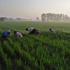 生态虔赋优品气泡米酒  | 公平贸易 | 基地直发 * Sparkling Rice Wine | Fair Trade 商品缩略图4