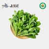 上膳源有机大叶茼蒿 商品缩略图0