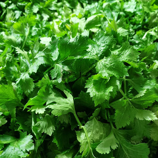 马家沟芹菜 有机 中心产区 正宗 地标 好吃源于传统 |百里食 商品图10