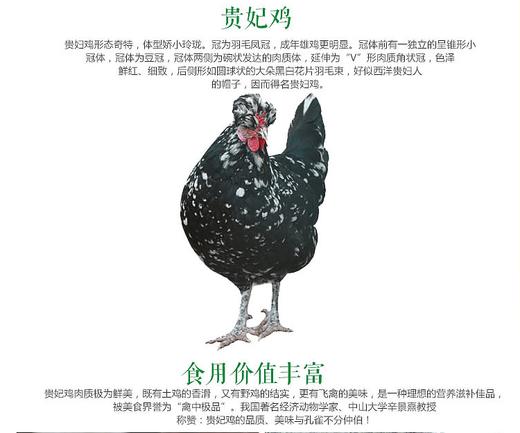 象形果园散养贵妃鸡2.8斤 商品图3
