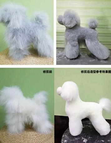 TAA它它泰迪全身毛 商品图1