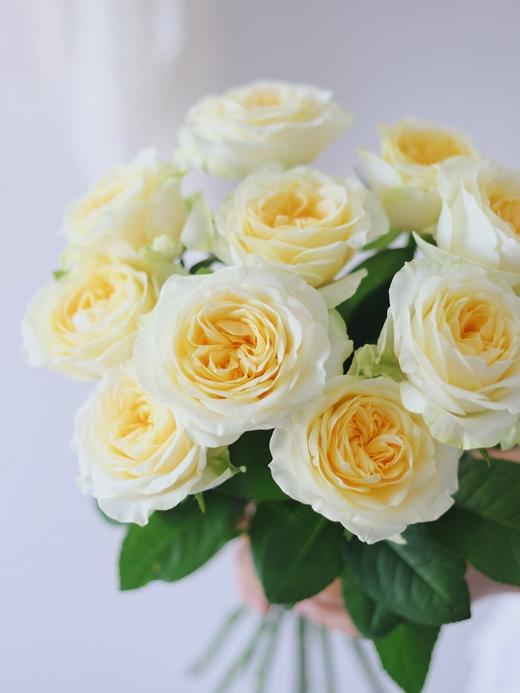 奶油杯玫瑰【但愿日子清透,抬头遇见都是柔情】简小姐精选 稀有新品温