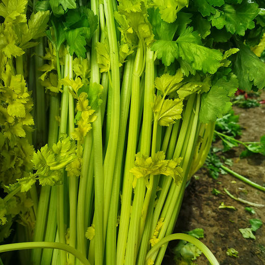 马家沟芹菜 有机 中心产区 正宗 地标 好吃源于传统 |百里食 商品图1