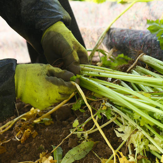 马家沟芹菜 有机 中心产区 正宗 地标 好吃源于传统 |百里食 商品图5