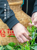 【新茶现货 明前嫩芽】绿茶2025新茶叶 明前头采特级嫩芽王光熙松萝茶 黄山名茶 罐装50克 商品缩略图1