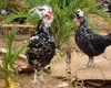 象形果园散养贵妃鸡2.8斤 商品缩略图0