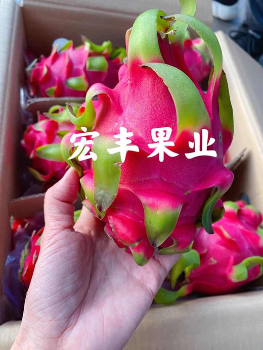 宏丰精选 越南红心火龙果 口感不错 火龙果怕热 一定及时放冰箱哦  活动价9.9元一斤 商品图3