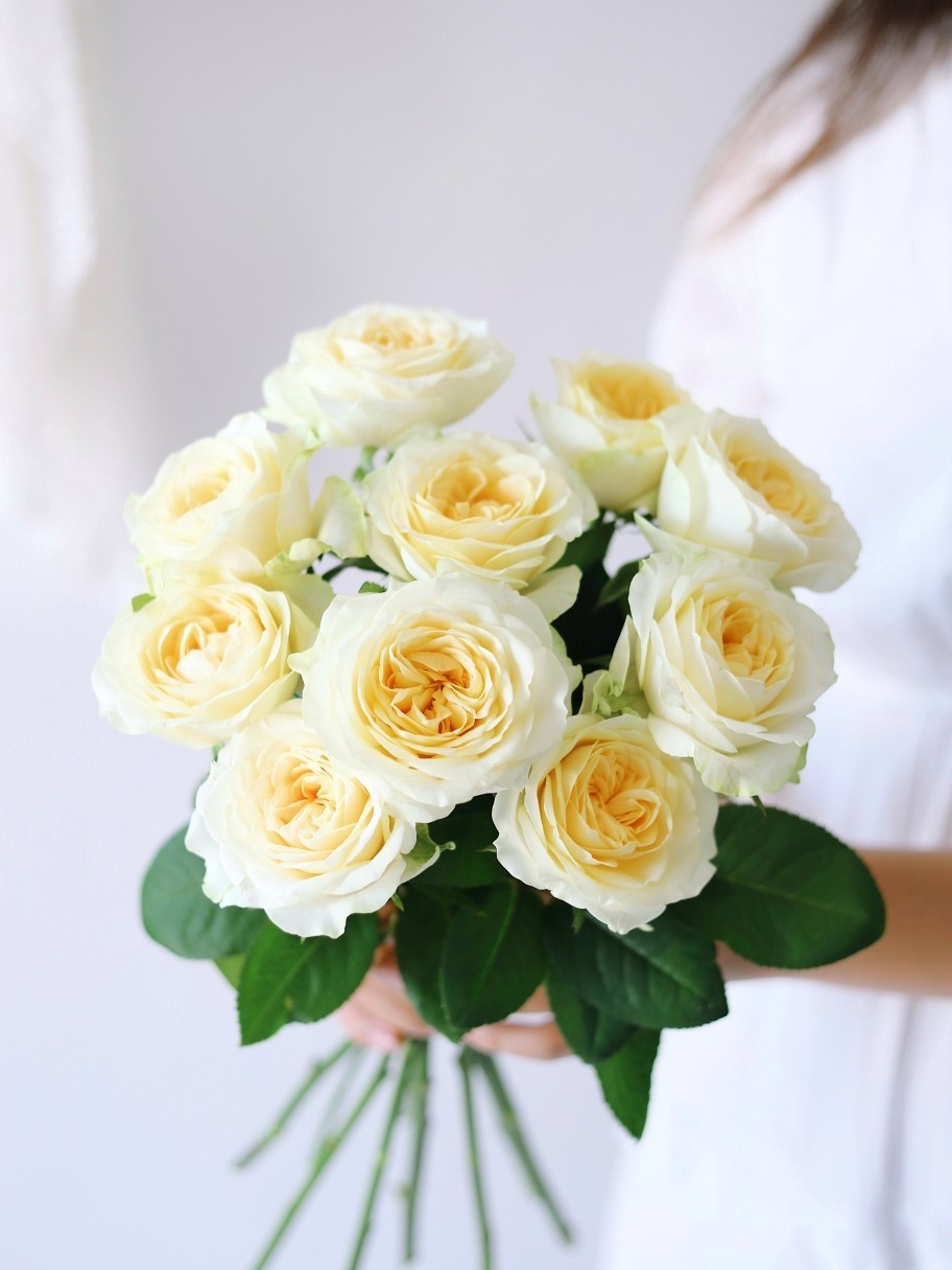 奶油杯玫瑰【但愿日子清透，抬头遇见都是柔情】简小姐精选 稀有新品温柔A级奥斯汀玫瑰 奶油杯10枝 2束包邮 下单7天内发货