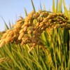 生态虔赋优品气泡米酒  | 公平贸易 | 基地直发 * Sparkling Rice Wine | Fair Trade 商品缩略图6