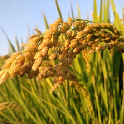 生态虔赋优品气泡米酒  | 公平贸易 | 基地直发 * Sparkling Rice Wine | Fair Trade 商品图6
