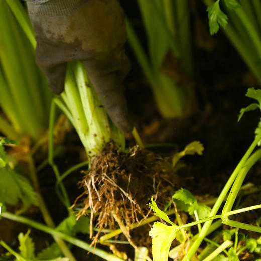 马家沟芹菜 有机 中心产区 正宗 地标 好吃源于传统 |百里食 商品图7