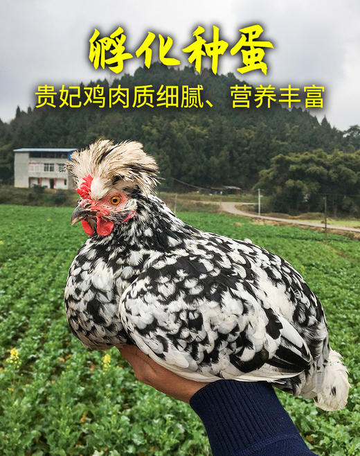 象形果园散养贵妃鸡2.8斤 商品图2