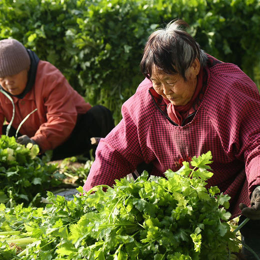 马家沟芹菜 有机 中心产区 正宗 地标 好吃源于传统 |百里食 商品图2