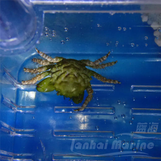 美国绿宝石蟹（除气泡藻） 商品图5
