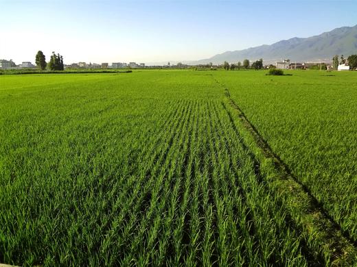 象牙米 | 有机 商品图3