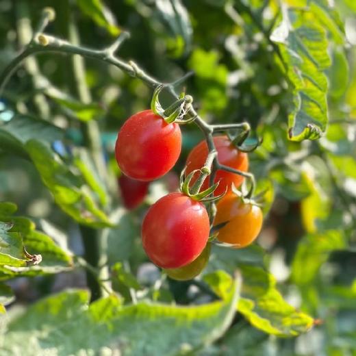 茂名电白千禧小番茄 2/4斤装 （48-72小时发货 下雨推迟） 商品图12