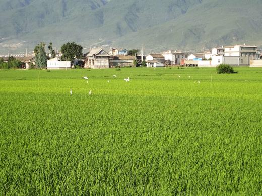 象牙米 | 有机 商品图4