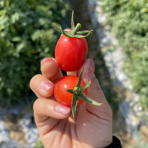 茂名电白千禧小番茄 2/4斤装 （48-72小时发货 下雨推迟） 商品图11