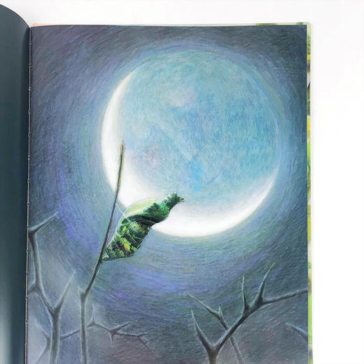 【独秀书香卡】魔法象   燕尾蝶和月亮 〔韩〕张荣福/〔韩〕李惠利/绘   启蒙认知 艺术启蒙 日常认知 自然观察   适合4-6岁  广西师范大学出版社 商品图4