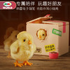 韩国正版mimiworld家有小萌鸡养成过家家女孩公主宠物儿童玩具60001 商品缩略图1