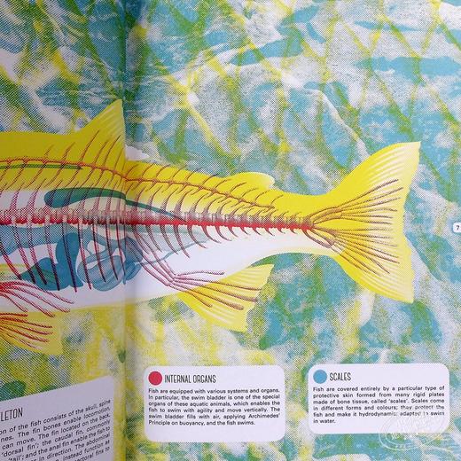 【中商原版】Lens Book. Animals 镜头解读：动物 英文原版儿童科普 商品图6