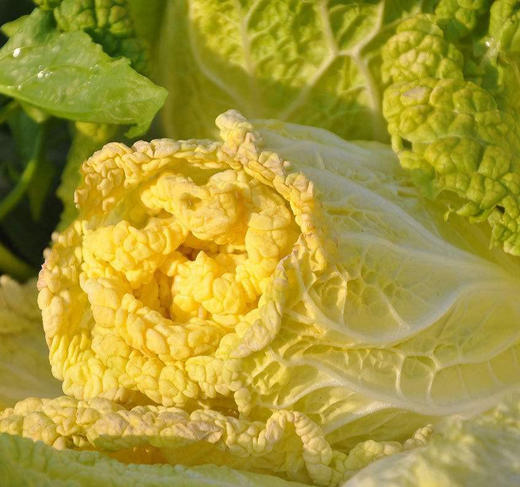 黄芽白菜约12斤