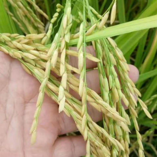 【米香中国】东北黑土地蟹田有机大米 商品图5