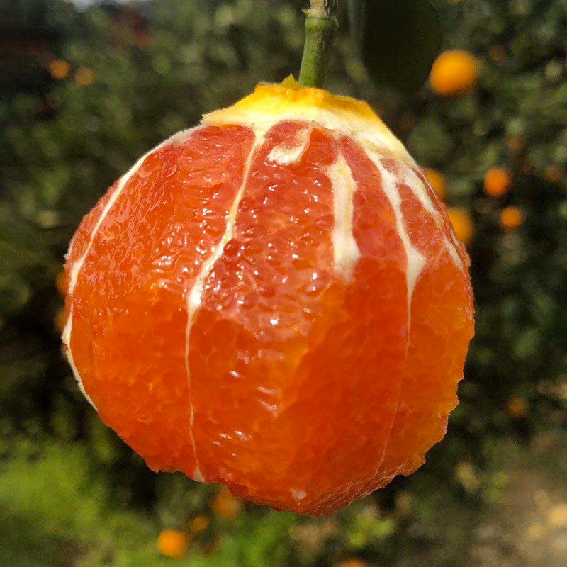 湖北【秭归中华红橙】 红肉香甜可口 细嫩化渣多汁  颜值与美味并存 每一口都汁水四溢！