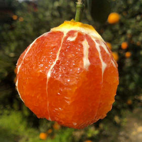 湖北【秭归中华红橙】 红肉香甜可口 细嫩化渣多汁  颜值与美味并存 每一口都汁水四溢！