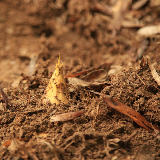 【现挖72小时内发货】临安·天目山鲜冬笋（净重4.5斤/箱 7-11根） 鲜嫩脆爽 原产地直发 时令生鲜 商品图2
