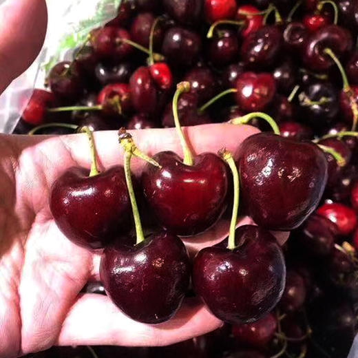 车厘子 商品图2