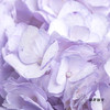 哥伦比亚花材 | 绣球吸色浅紫 商品缩略图3