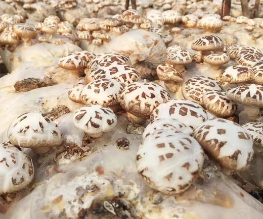 丨生态丨河南泌阳花菇（香菇） 国家地理标志产品 商品图8