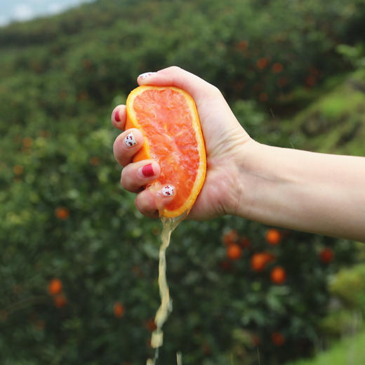 湖北【秭归中华红橙】 红肉香甜可口 细嫩化渣多汁  颜值与美味并存 每一口都汁水四溢！ 商品图1