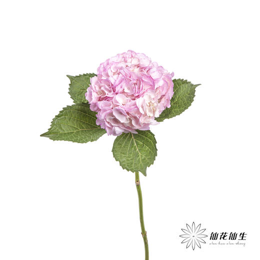 哥伦比亚花材 | 绣球吸色浅粉 商品图5