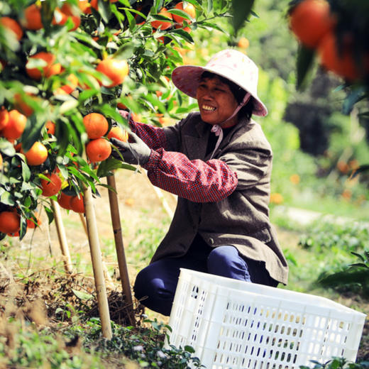 【京东发货】广州玫瑰柑水果礼盒 施用玫瑰花有机肥  皮薄肉厚 饱满多汁 高端年货水果礼盒 产地现摘现发 商品图6