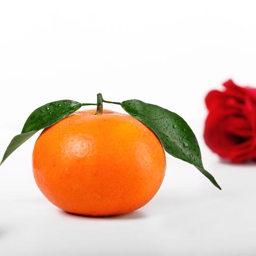 【京东发货】广州玫瑰柑水果礼盒 施用玫瑰花有机肥  皮薄肉厚 饱满多汁 高端年货水果礼盒 产地现摘现发 商品图7