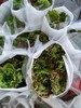 洋牡丹·锦鲤 商品缩略图2