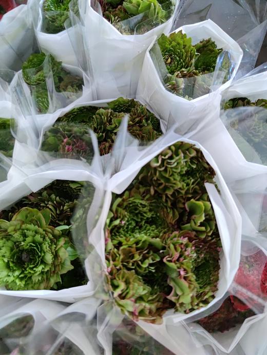 洋牡丹·锦鲤 商品图2