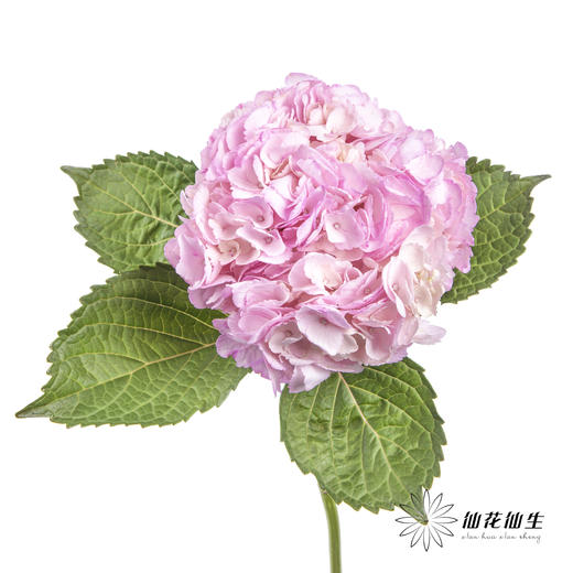 哥伦比亚花材 | 绣球吸色浅粉 商品图0