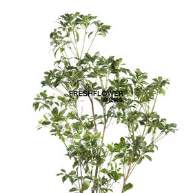 日本花材 | 马醉木【随机发货,有大有小,尺寸误差10cm左右; 介意慎拍】