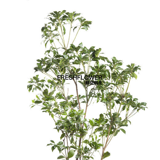 日本花材 | 马醉木【随机发货,有大有小,尺寸误差10cm左右; 介意慎拍】 商品图0