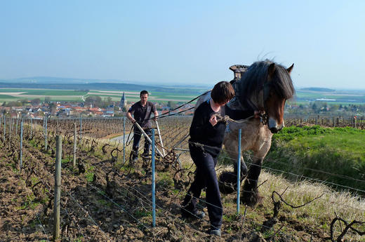 Francis Boulard & Fille Rosé de Saignée  馥白兰浸皮桃红香槟 2015 商品图7