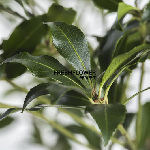 日本花材 | 马醉木【随机发货,有大有小,尺寸误差10cm左右; 介意慎拍】 商品图6