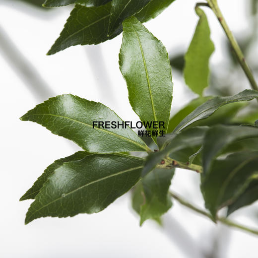 日本花材 | 马醉木【随机发货,有大有小,尺寸误差10cm左右; 介意慎拍】 商品图3