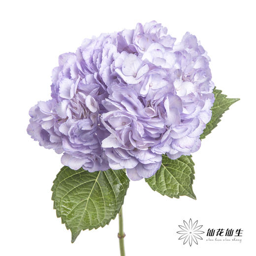 哥伦比亚花材 | 绣球吸色浅紫 商品图0